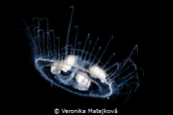 Freshwater jellyfish by Veronika Matějková 